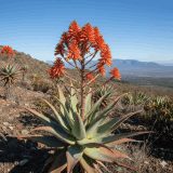 Cape Aloe